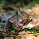 Illustration for article titled Caturday - Lynx lynx Edition